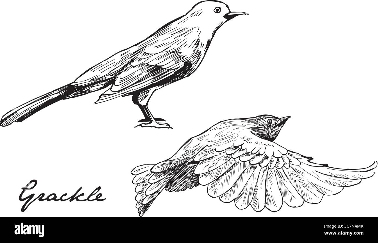 Illustrations à l'encre volante et assise d'oiseau grackle. Oiseau ictéride commun en Amérique du Nord dessins vectoriels ensemble. Croquis texturés simples de la faune. Illustration de Vecteur