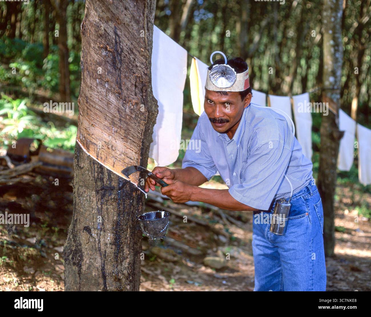 La collecte de l'homme à partir de SAP à l'arbre à caoutchouc Rubber Plantation, Phuket, Phuket, Thaïlande Province Banque D'Images