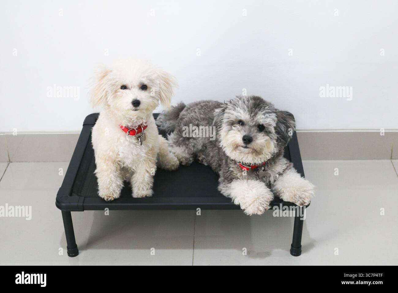 Capture côte à côte d'un caniche abricot assis debout tandis que le caniche fantôme argenté repose à côté de lui sur un lit de chien noir surélevé. Banque D'Images