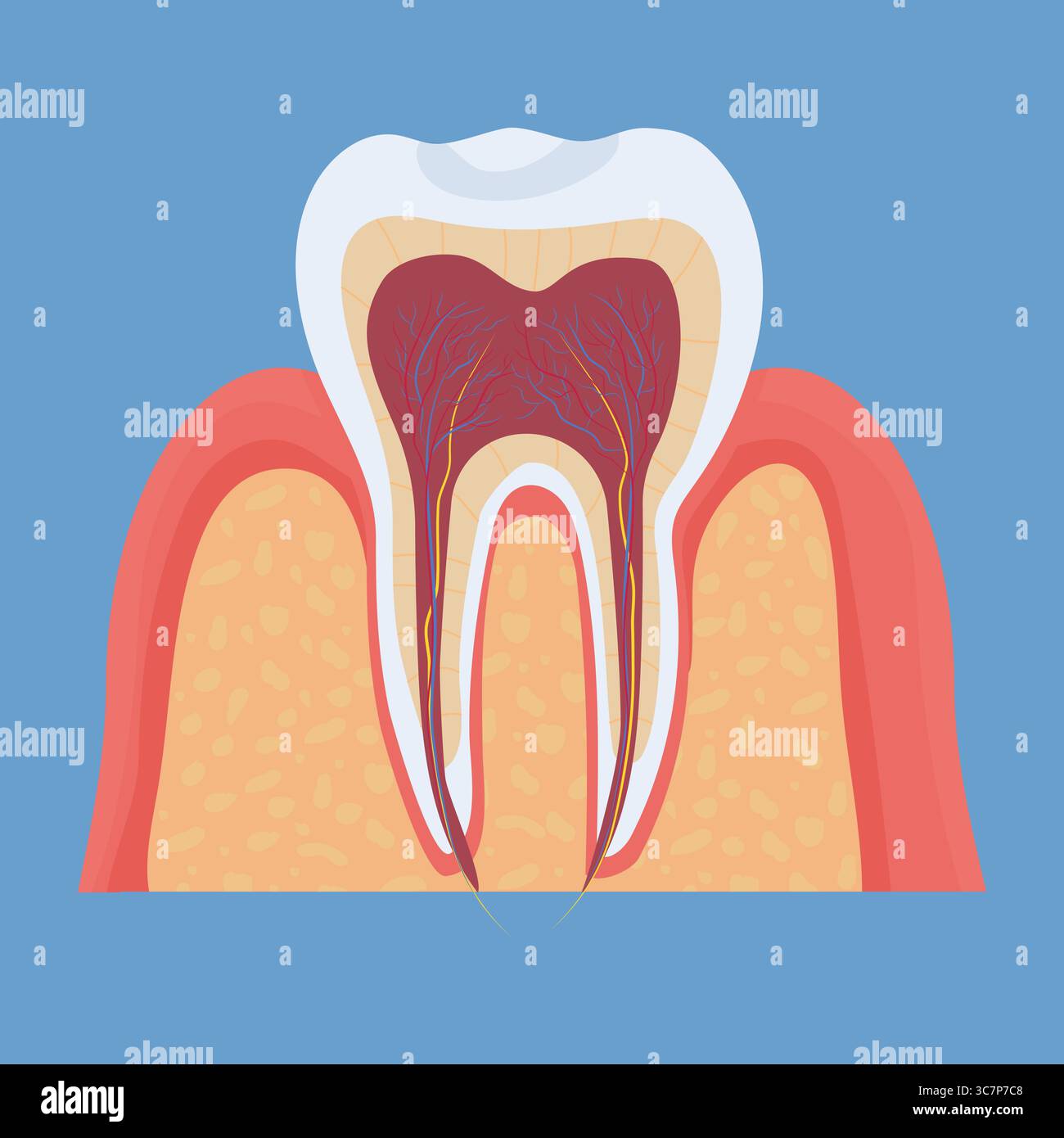 Anatomie dentaire humaine, modèle médical, dentaire. Objet coloré et détaillé. . Illustration vectorielle Illustration de Vecteur