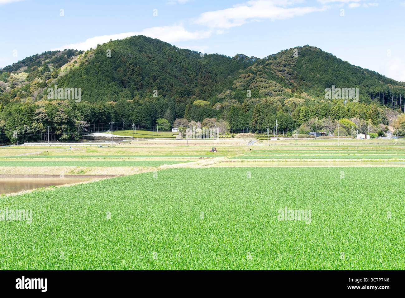 Rizière ou champ de riz dans la préfecture de Mie, au Japon avec des montagnes verdoyantes en toile de fond sur un ciel bleu Banque D'Images
