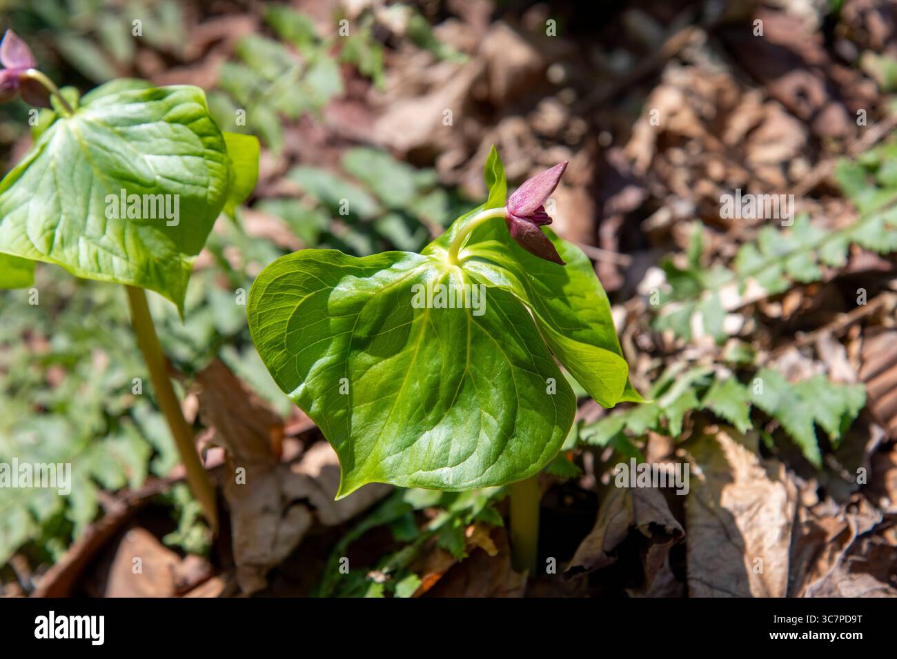 Gros plan du Trillium (Trillium japonais) avec des fleurs violettes le long du ruisseau Oirase dans la vallée de la rivière Oirase gorge près d'Okuse, Towada, Aomori, J Banque D'Images