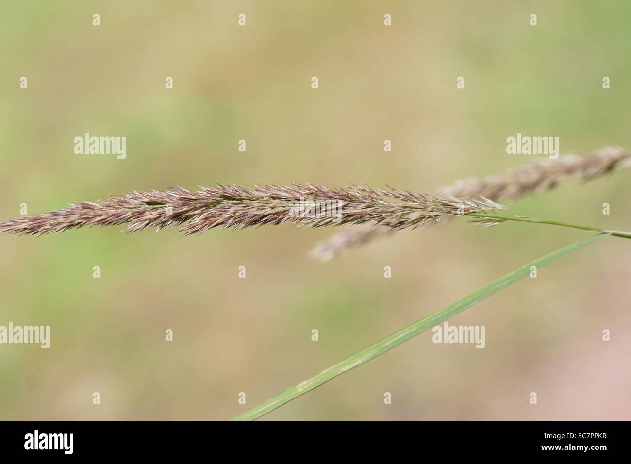 Gros plan panache, panicule d'herbe fleurie. Bois petit roseau, brousse, Calamagrostis epigejos. Famille Poaceae. Été, juillet, pays-Bas Banque D'Images