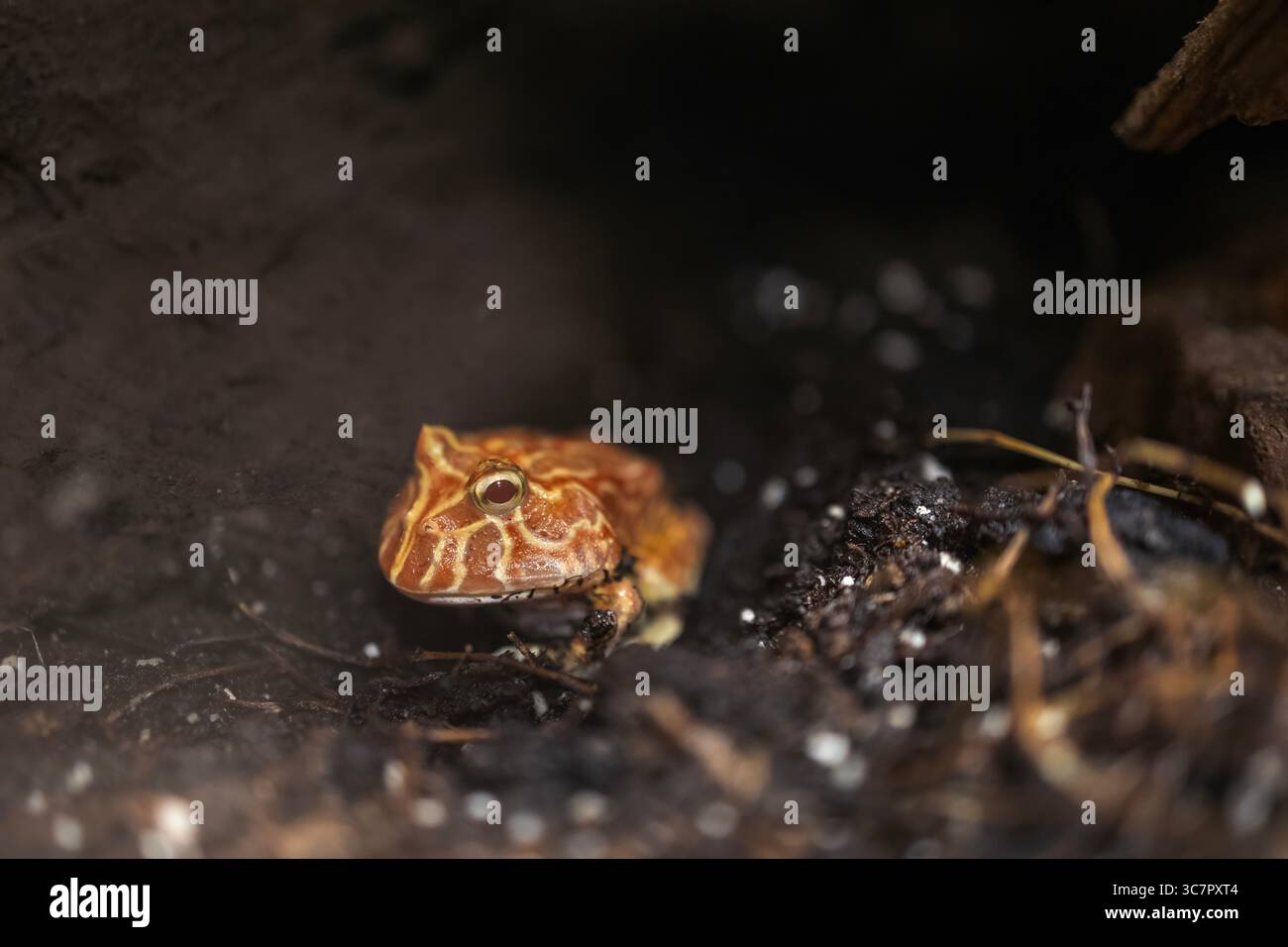 La grenouille à cornes de Cranwell (Ceratophrys cranwelli), également appelée communément grenouille à cornes de Chacoan, est une grenouille terrestre de la famille des Ceratophryidae. Alth Banque D'Images