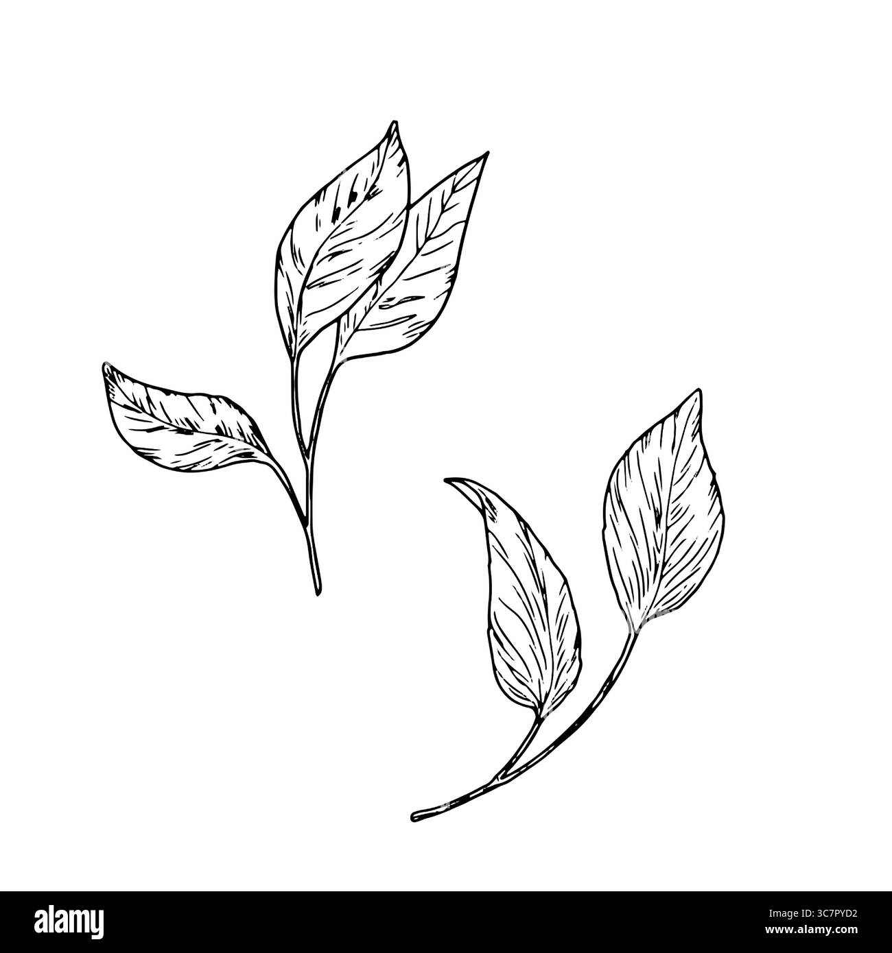 Feuilles d'un arbre, un ensemble de silhouettes, un croquis noir et blanc. Illustration vectorielle. Les feuilles de fleurs et d'arbustes sont isolées sur un blanc Illustration de Vecteur