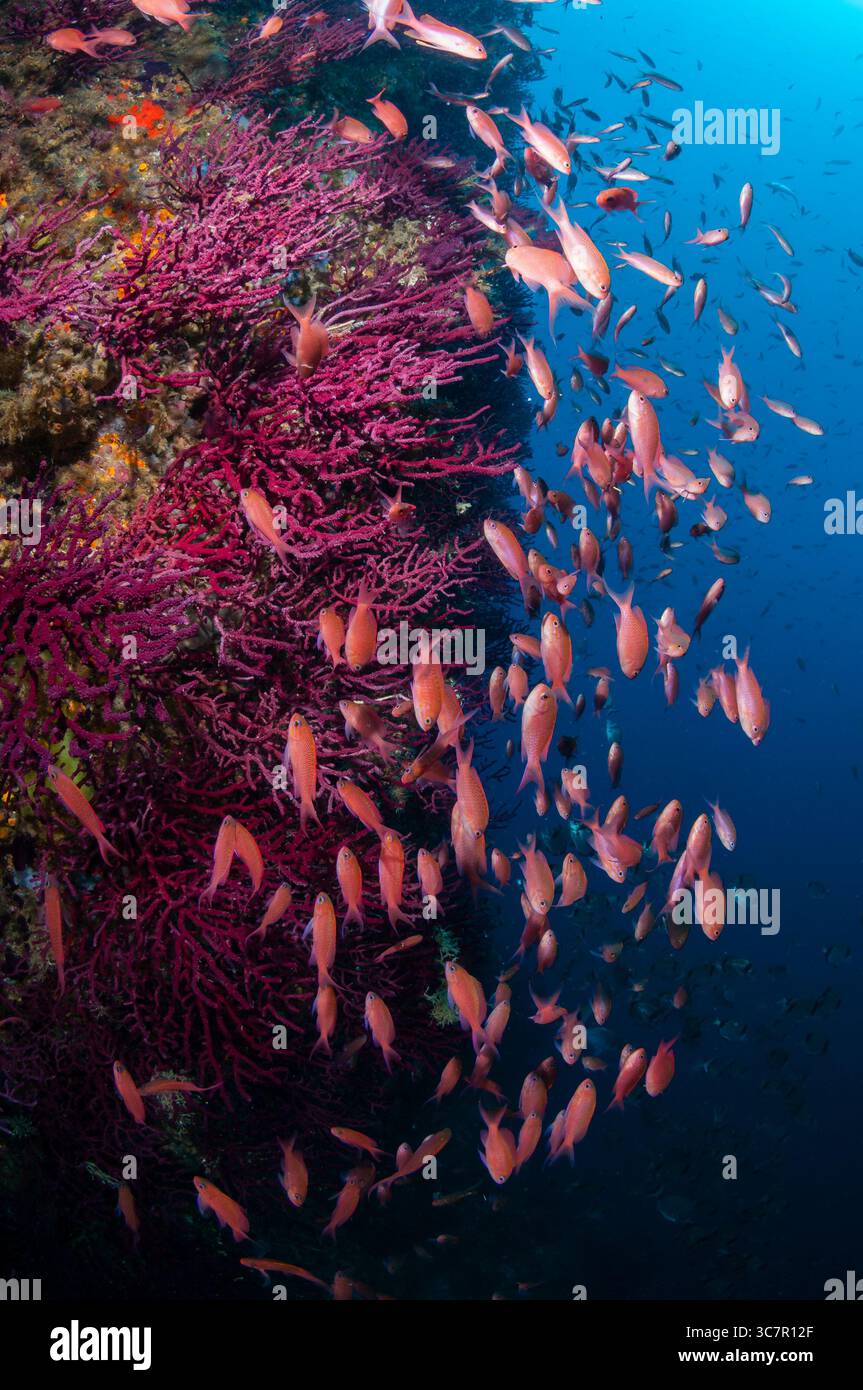 Basslet de fées méditerranéennes, Anthias anthias et corail mou, Paramuricea clavata, Cap Norfeu, Costa Brava, Catalogne, Espagne Banque D'Images