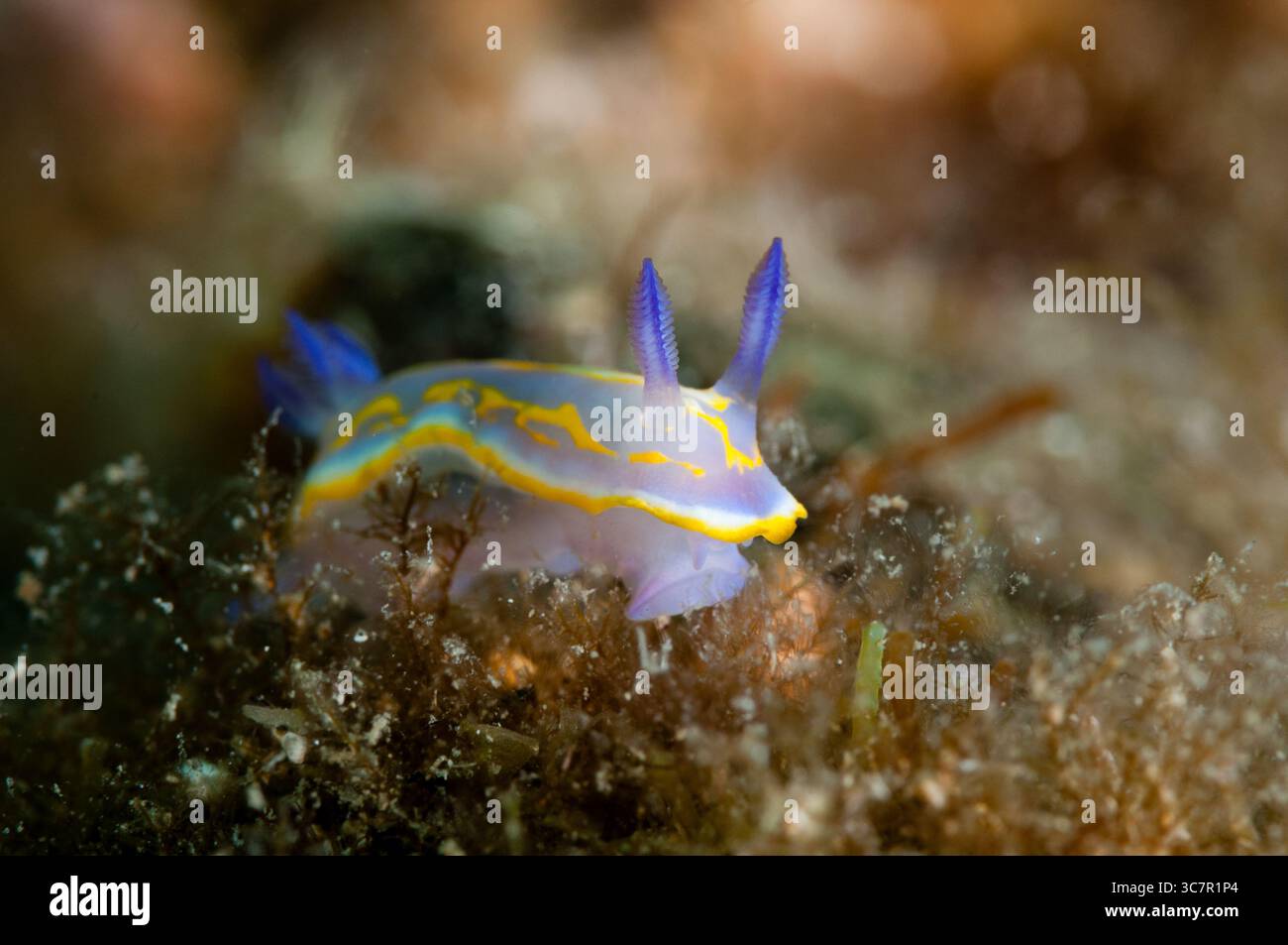 Nudibranch, Felimida binza, Cadaques, Costa Brava, Catalogne, Espagne Banque D'Images