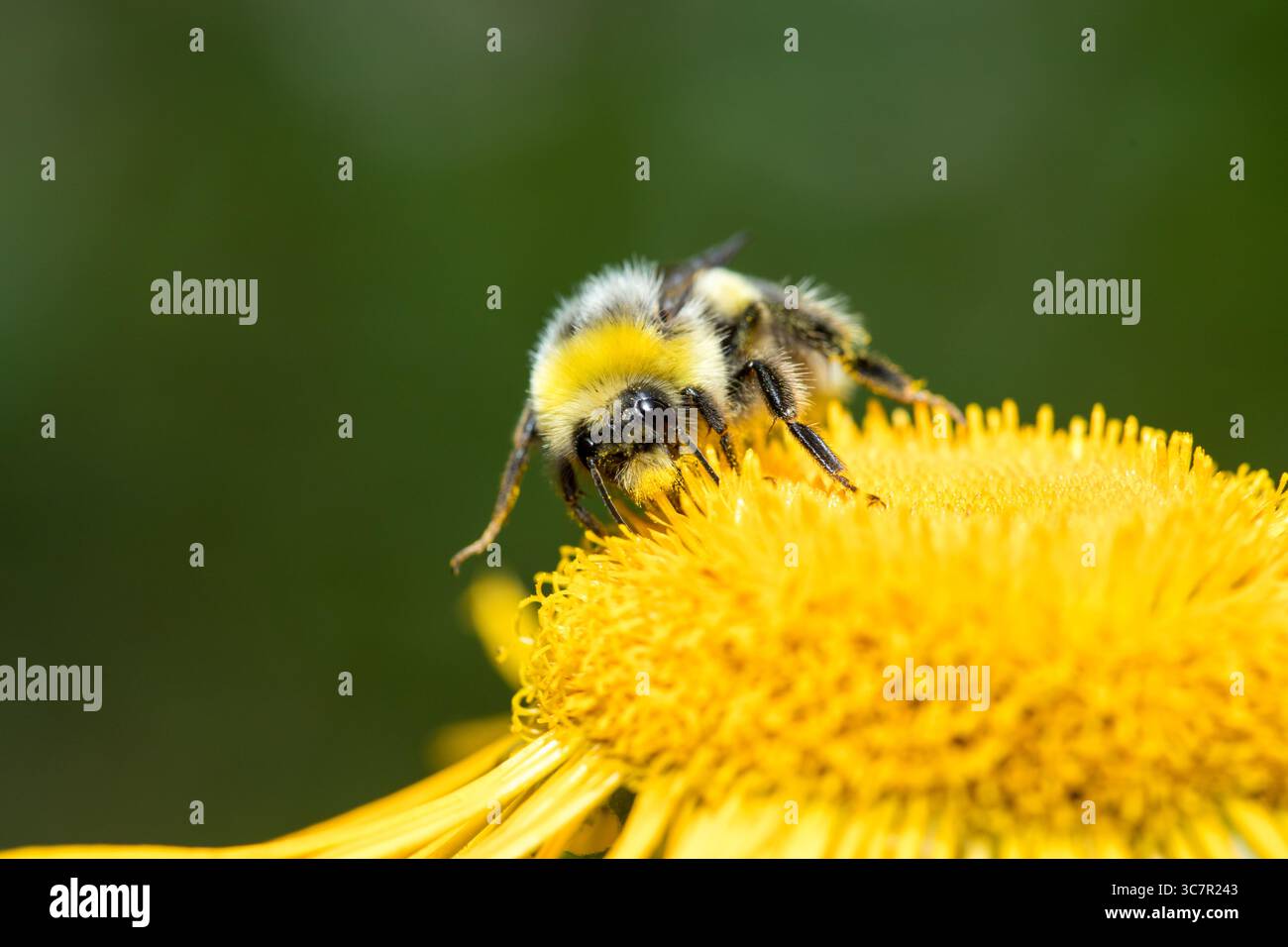 Bourdon occupé dans la fleur jaune mangeant du pollen avec l'espace de copie au-dessus, bourdon sur la fleur Banque D'Images
