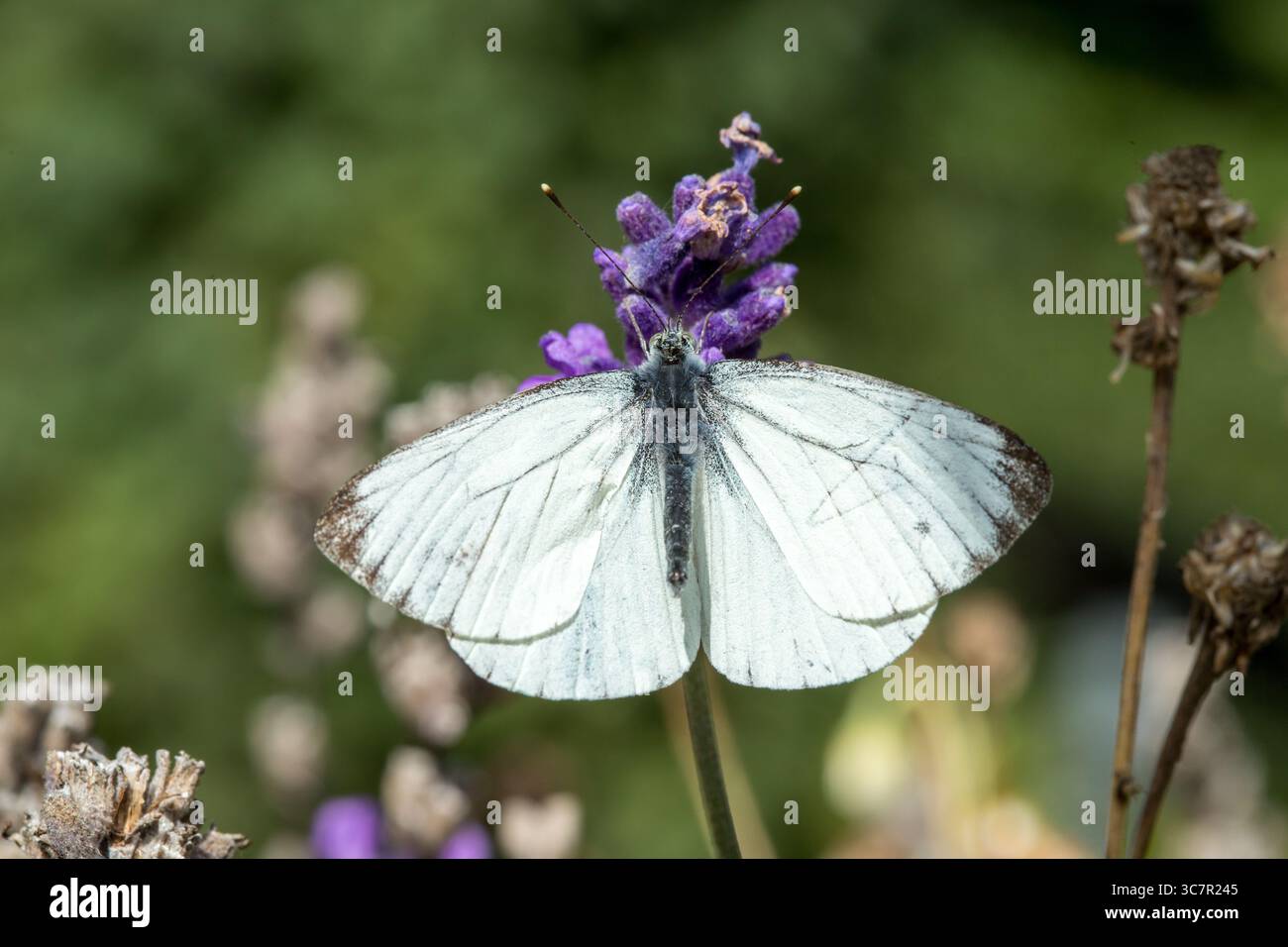 Grand chou blanc papillon blanc (Pieris brassecae) sur lavande, gros plan sur les ailes de papillon blanc ouvertes sur la fleur violette avec espace de copie Banque D'Images