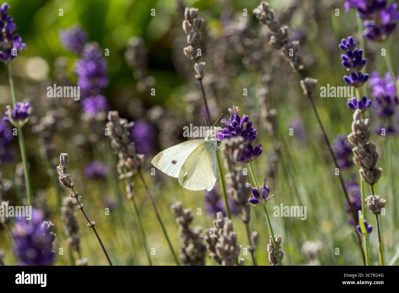 Grand chou blanc papillon blanc (Pieris brassecae) sur fleur violette, gros plan sur papillon blanc mangeant du nectar de lavande Banque D'Images