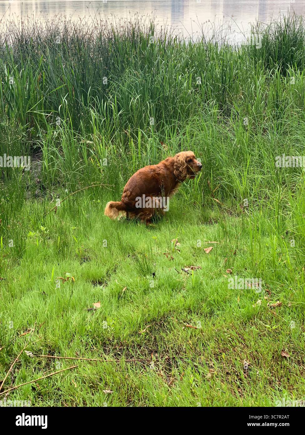 Chien se soulageant à l'extérieur Banque D'Images