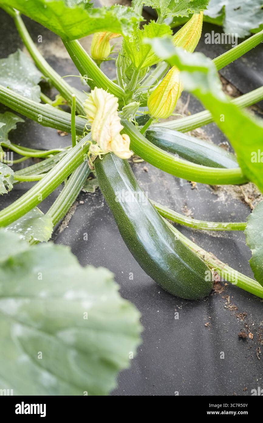 Culture de courgettes biologiques, foyer sélectif. Banque D'Images