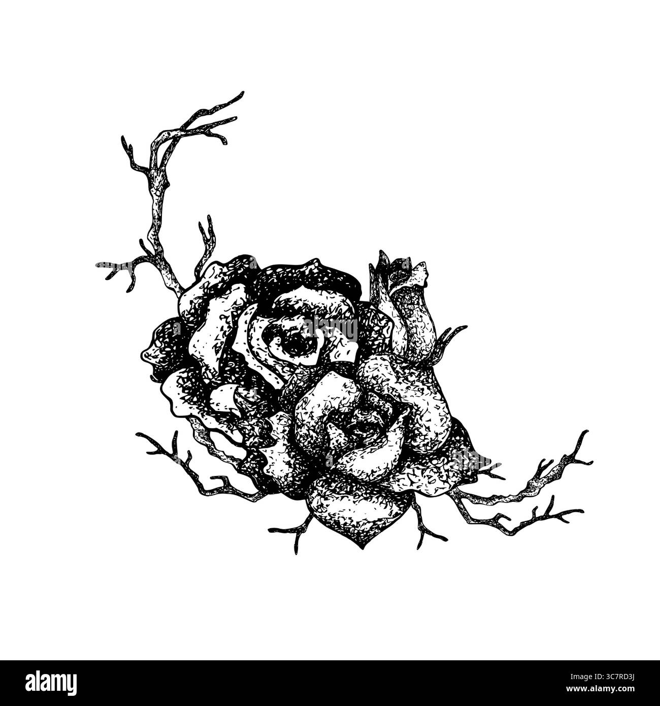 Cadre floral avec des roses et des branches sèches dans les graphiques. Illustration vectorielle à l'encre dessinée à la main avec fleur, brindilles en concept gothique, Punk ou Rockabilly Illustration de Vecteur
