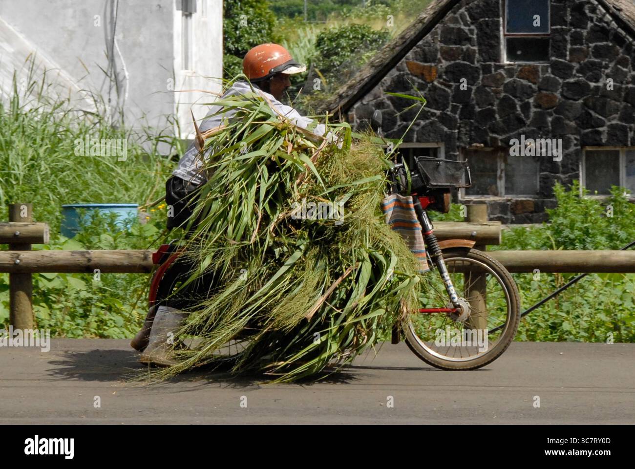 Un homme conduit une moto surchargée transportant de l'herbe sur une route rurale à Maurice, mars 2017. Banque D'Images