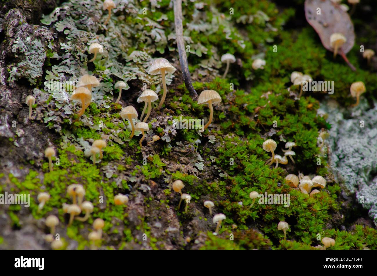 De minuscules champignons poussant sur un tronc couvert de mousse et de lichen. Écosystème miniature qui met en valeur la richesse biologique de la forêt humide et ombragée Banque D'Images