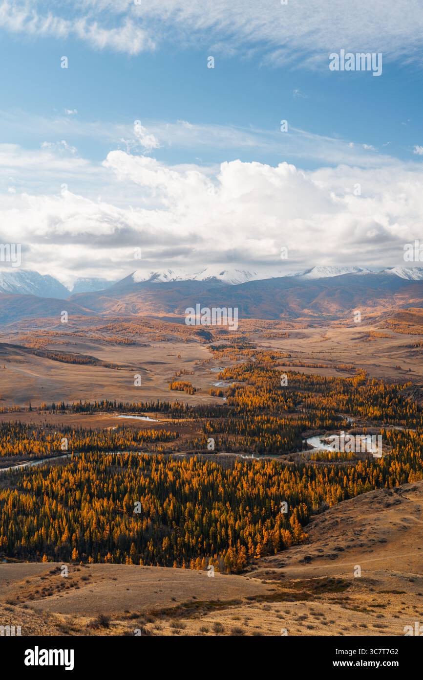 Une vue aérienne panoramique d'une large vallée fluviale dans la République de l'Altaï, avec une rivière serpentant à travers une forêt d'arbres d'automne jaunes vibrants Banque D'Images