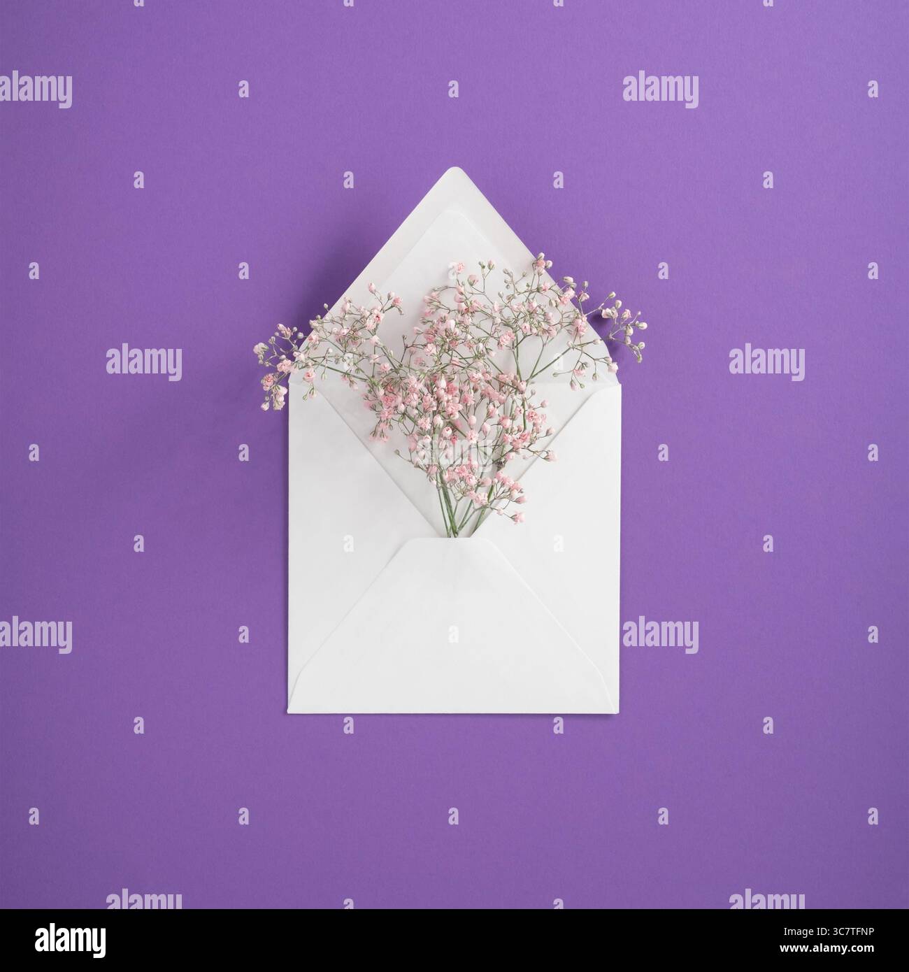 Fleurs roses de gypsophila dans une enveloppe blanche sur un fond violet. Banque D'Images