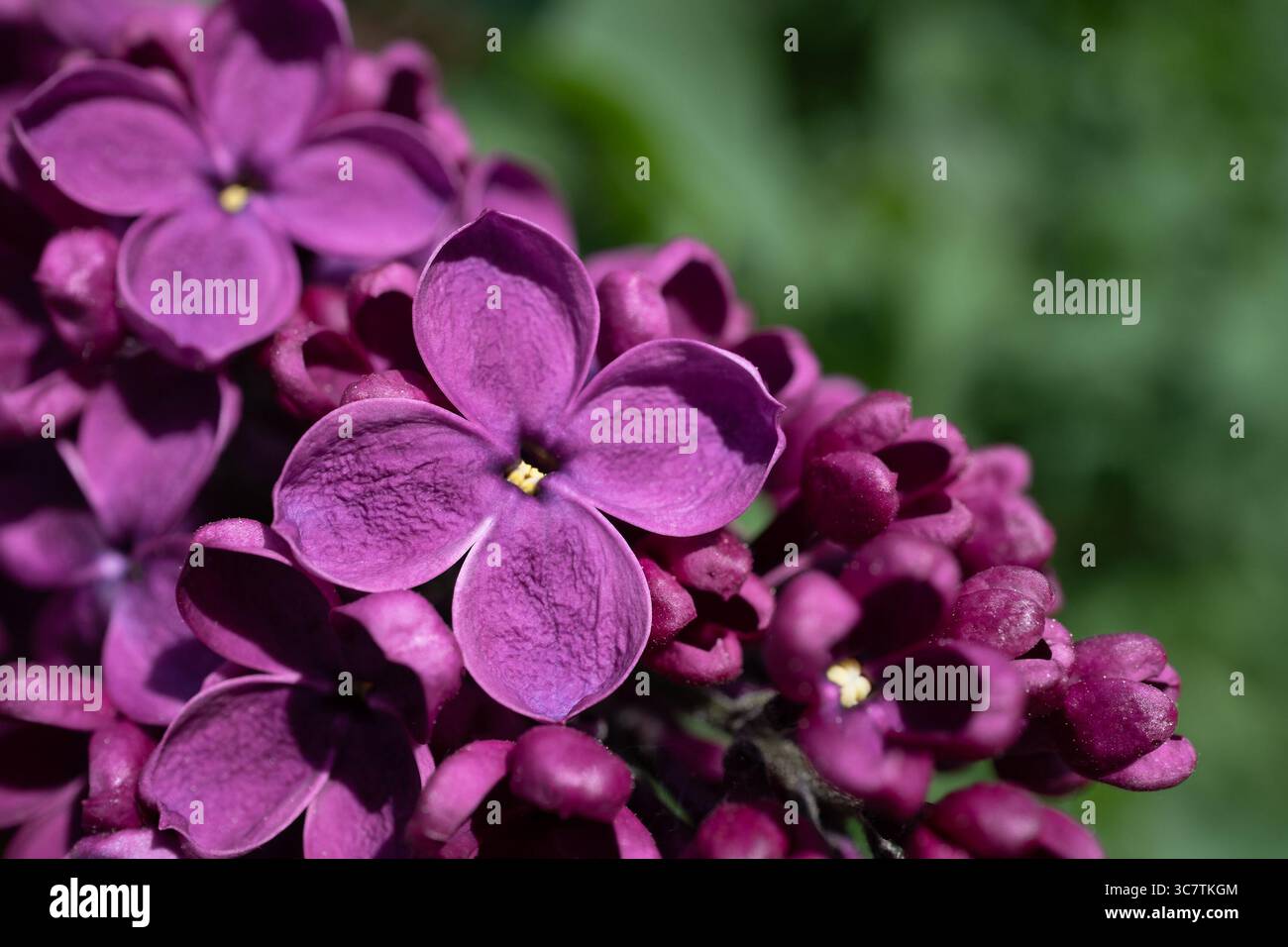 Foyer sélectif d'une fleur lilas violette-rougeâtre inhabituelle. Banque D'Images