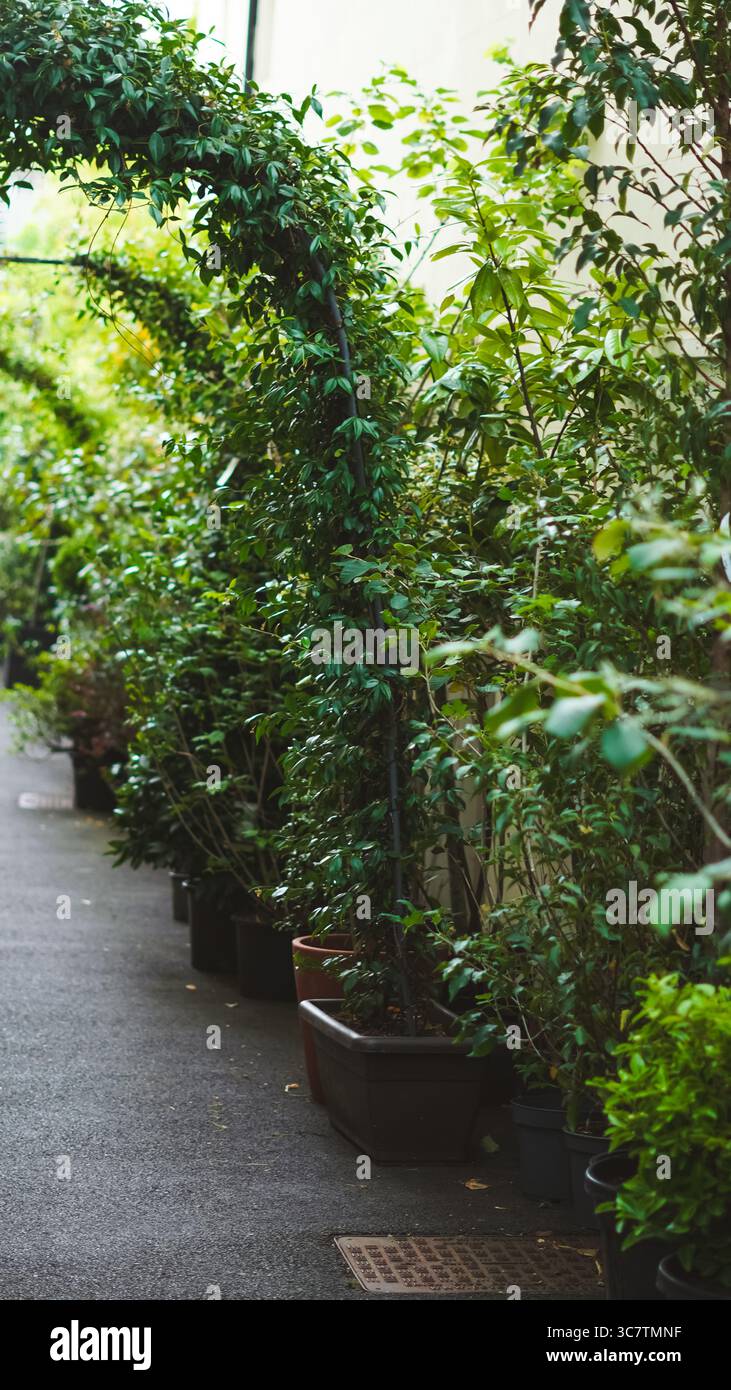 Arche botanique avec verdure luxuriante ajoute du charme aux terrasses de café Banque D'Images