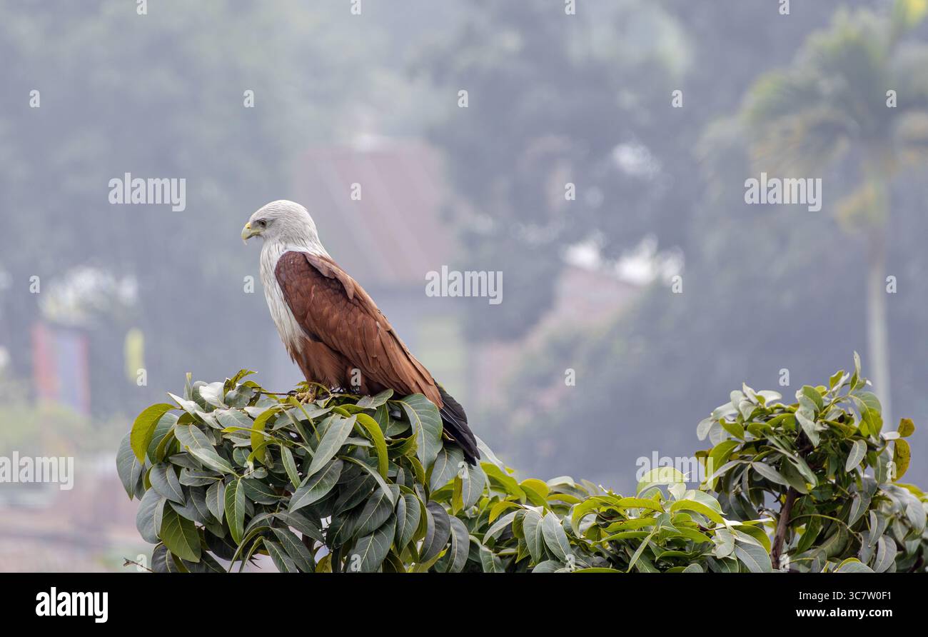 Brahminy cerf-volant oiseau est assis sur une branche d'arbre, et attend la proie. Haliastur indus est un oiseau carnivore qui mange du poisson, des crevettes, des crabes, des poussins et des Banque D'Images