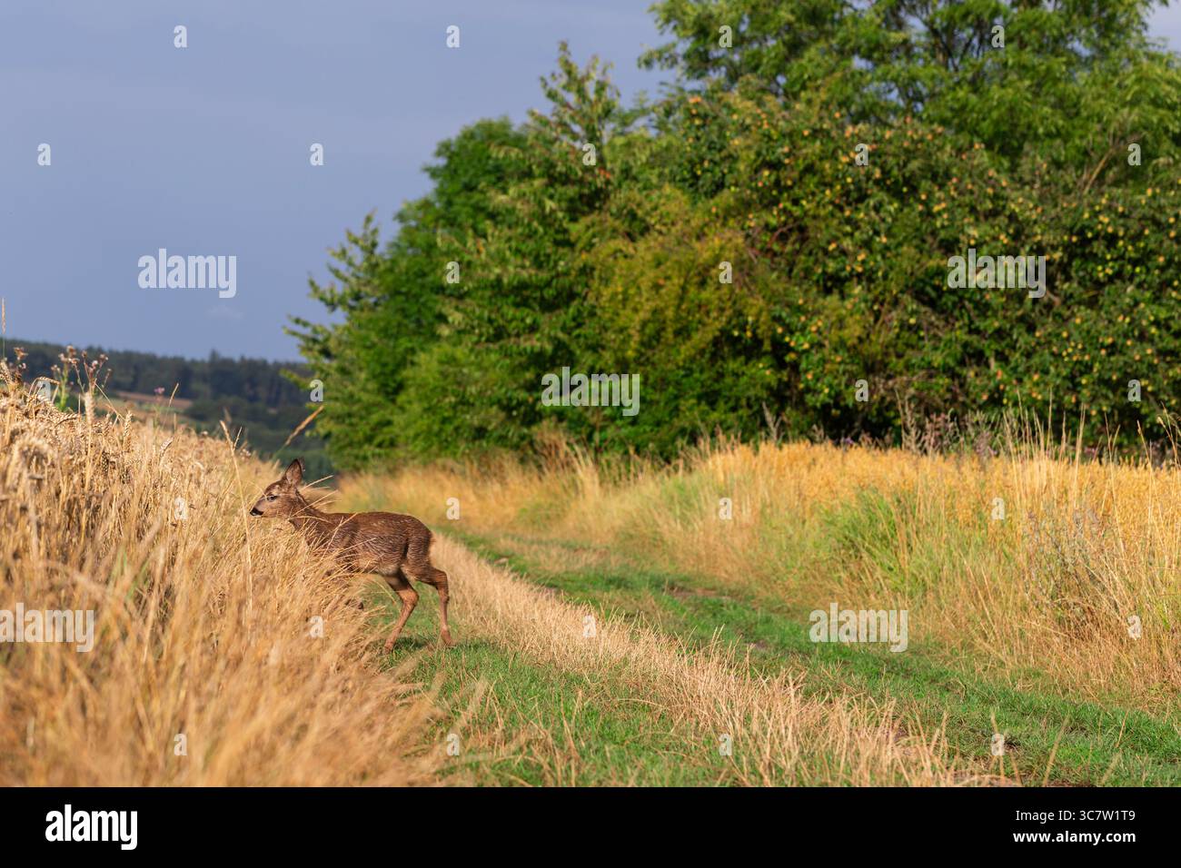 Jeune chevreuil faon près du champ de blé dans le paysage rural, jour ensoleillé photo nature avec forêt et ciel bleu, image stock de faune européenne Banque D'Images