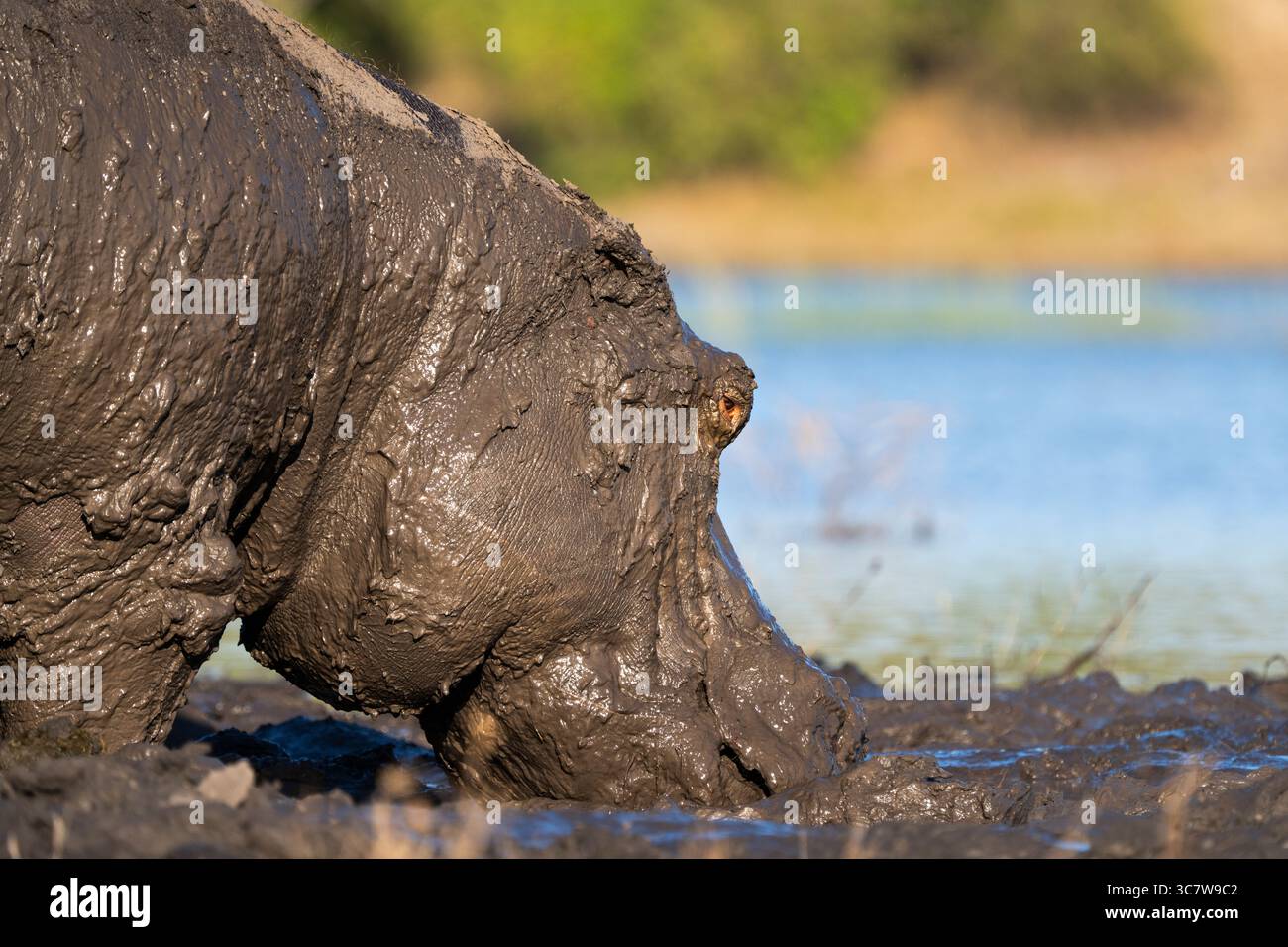 Hippopotame mâle adulte animal boueux marchant dans le marais de la rivière Chobe. Corps recouvert de boue. Parc national de Chobe, Botswana, Afrique Banque D'Images