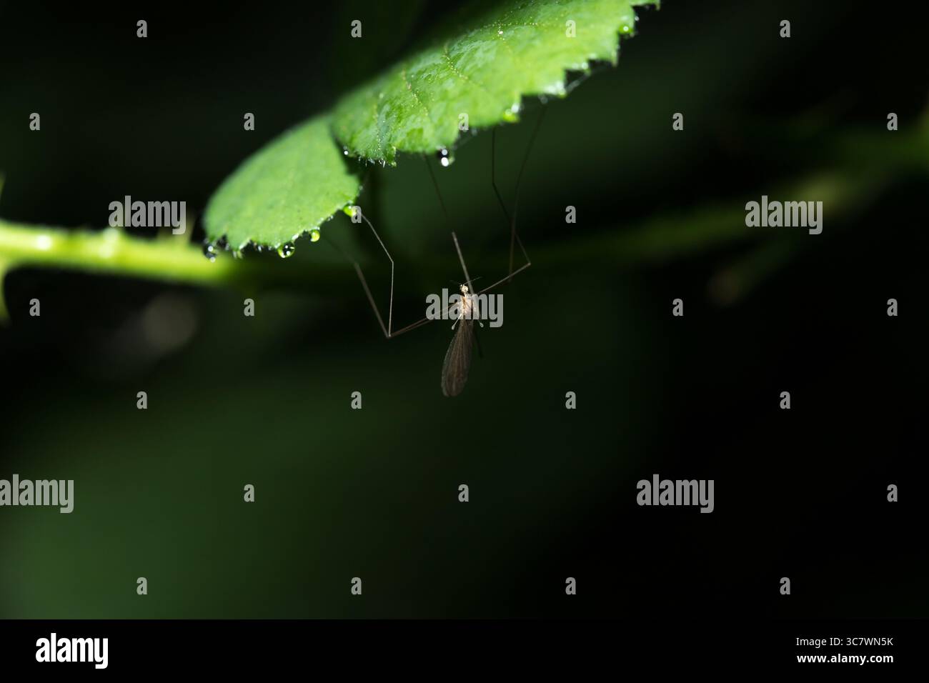 Moustique reposant sous la feuille dans la forêt, fond flou sombre Banque D'Images