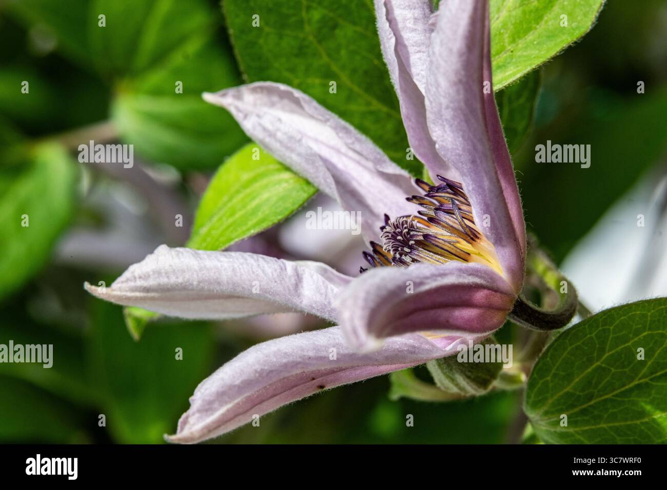 Belle fleur violette avec une structure de pétales unique et un riche feuillage vert, placé sur un fond de jardin vibrant, mettant l'accent sur l'art de la nature et Banque D'Images