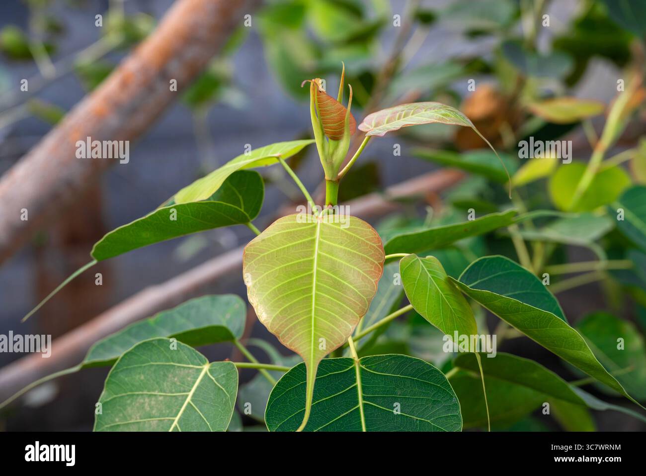 Gros plan sur les feuilles de Sacred Fig Tree, Pipal Tree, Bohhi Tree, Bo Tree, Peepul. (Ficus religiosa L.) Banque D'Images