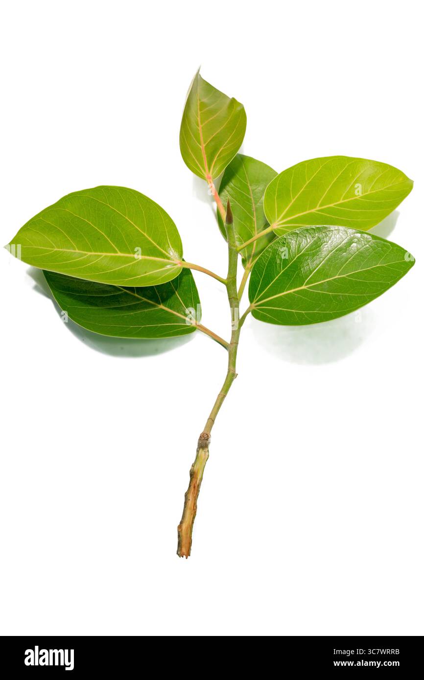 Feuilles de Banyan (Ficus benghalensis) isolées sur fond blanc. feuille verte naturelle Banque D'Images