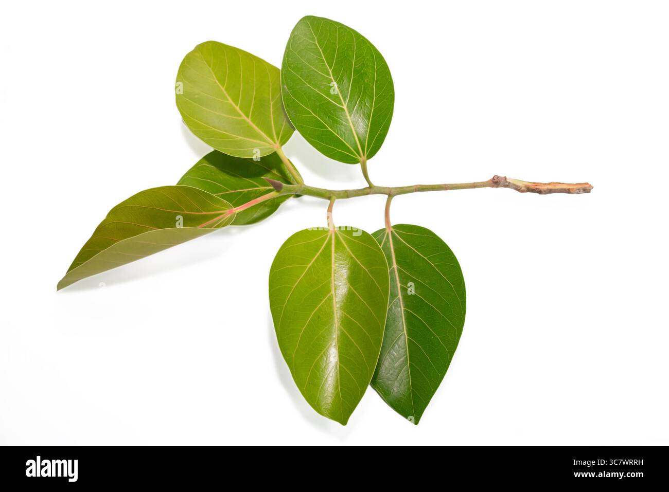 Feuilles de Banyan (Ficus benghalensis) isolées sur fond blanc. feuille verte naturelle Banque D'Images
