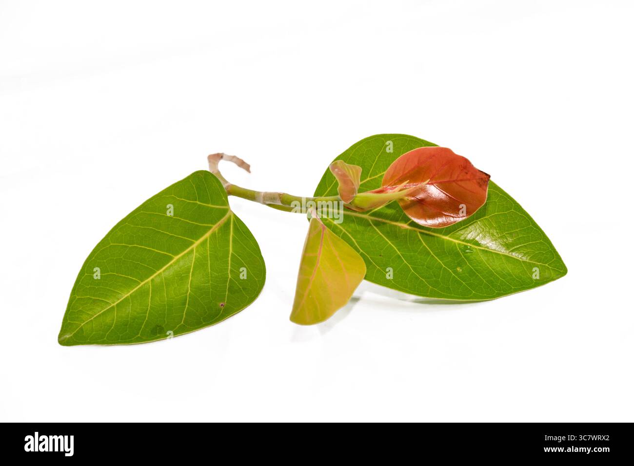 Feuilles de Banyan (Ficus benghalensis) isolées sur fond blanc. feuille verte naturelle Banque D'Images