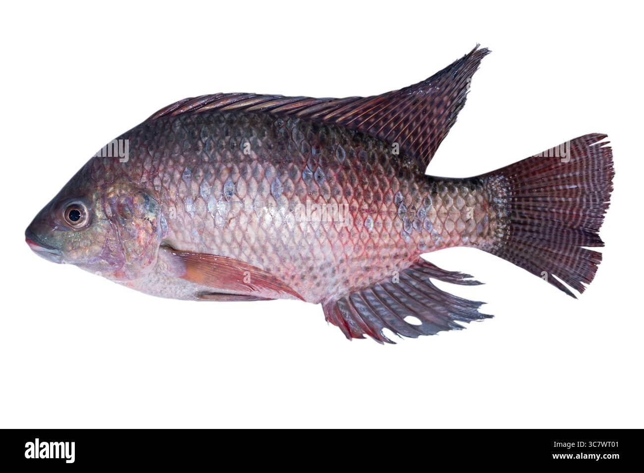 Tilapia du Nil, tilapia nilotica (oreochromis niloticus), tilapia isolé sur fond blanc Banque D'Images