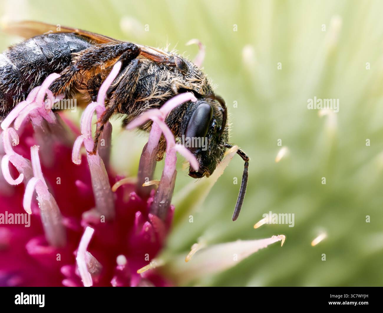 Macro gros plan de Macropis europaea, abeille solitaire de la famille des Melittidae, se nourrissant d'une fleur de chardon. Banque D'Images