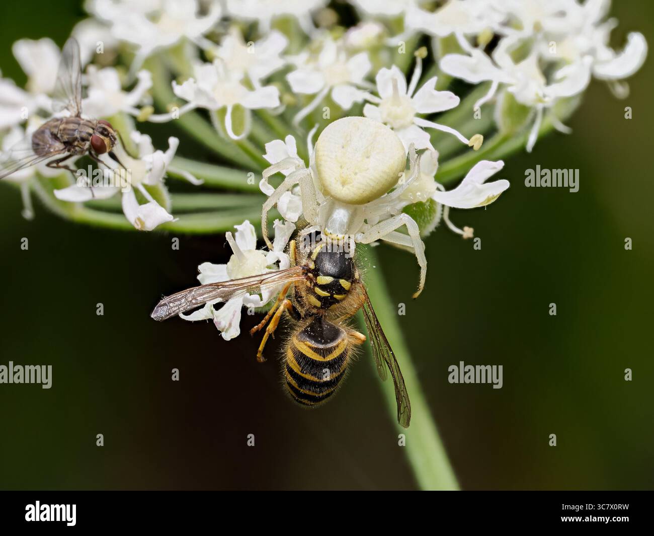 Plan macro d'une araignée crabe blanche Misumena vatia en train de s'attaquer à une guêpe sur une fleur. Banque D'Images