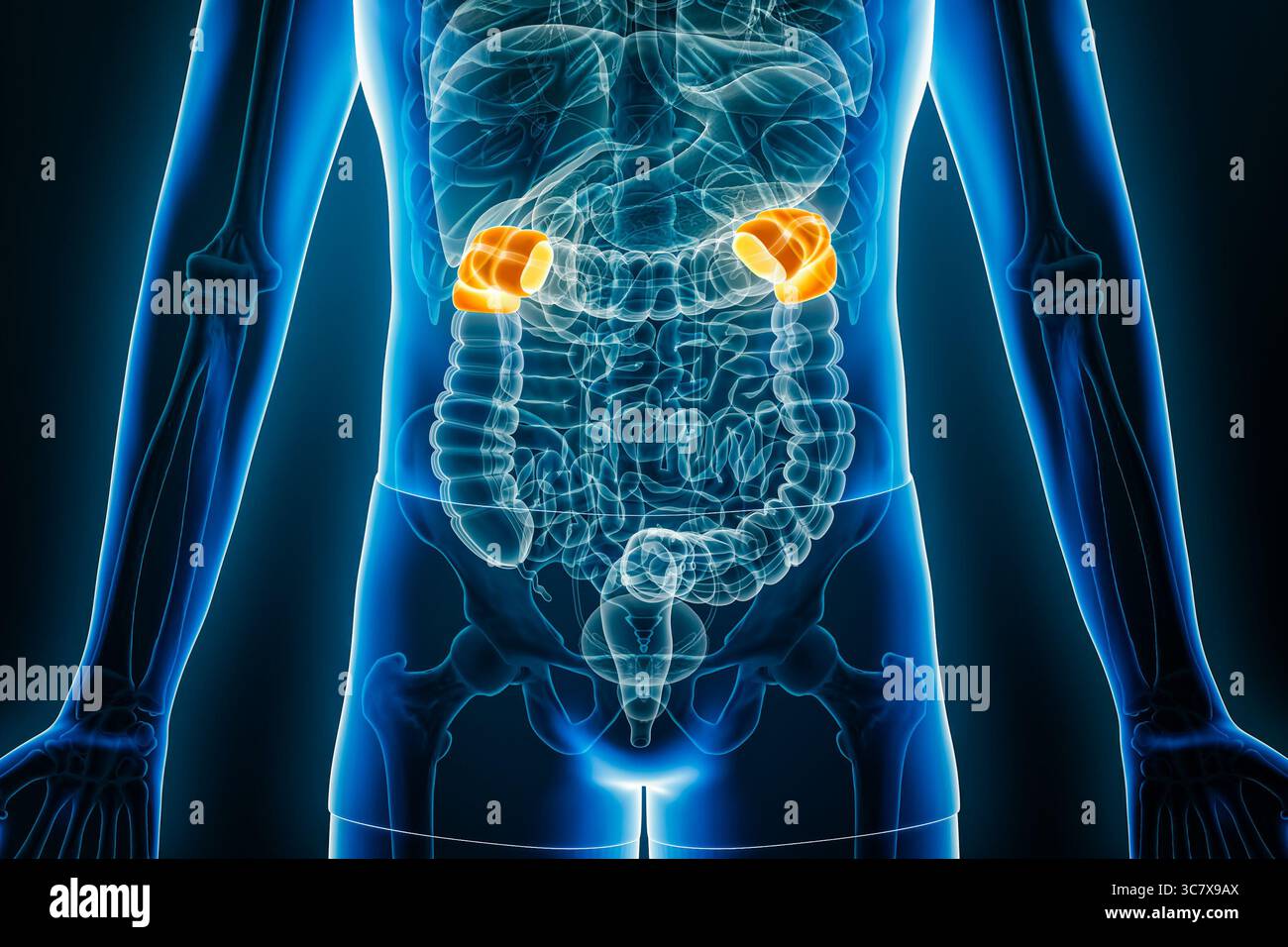 Vue antérieure aux rayons X des flexions hépatiques et spléniques du côlon humain en rendu 3D avec contours corporels. Anatomie, organe du système digestif Banque D'Images