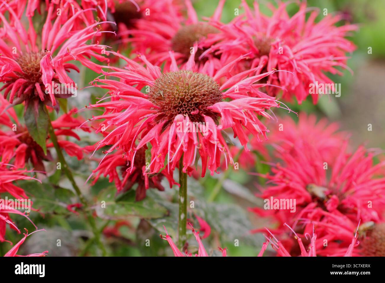 Fleurs rouges vibrantes de Monarda Gardenview Scarlet, également appelé baume d'abeille, bergamote et Monarda Gardenview Red. Juillet bordure de jardin d'été. ROYAUME-UNI Banque D'Images