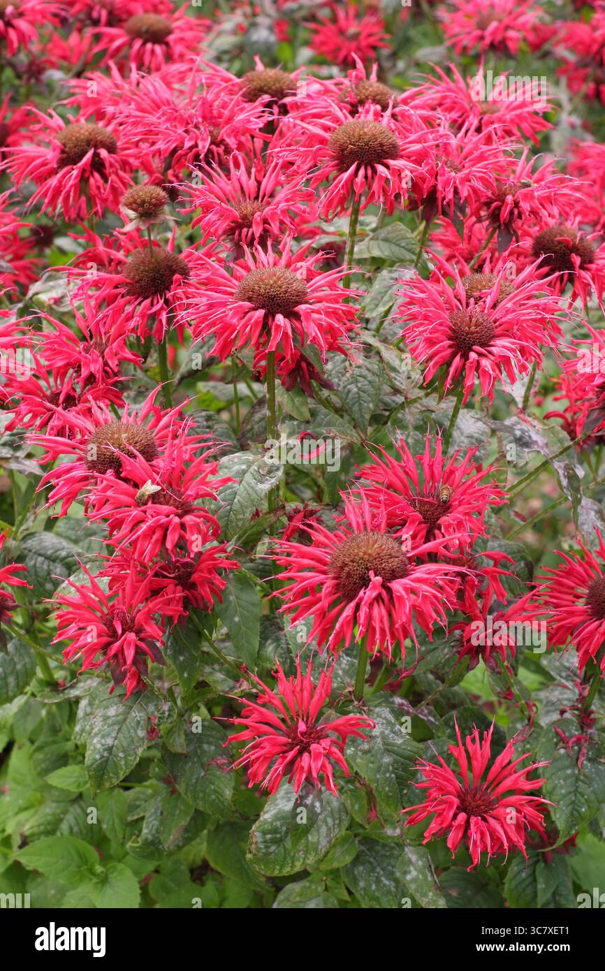 Fleurs rouges vibrantes de Monarda Gardenview Scarlet, également appelé baume d'abeille, bergamote et Monarda Gardenview Red. Juillet bordure de jardin d'été. ROYAUME-UNI Banque D'Images