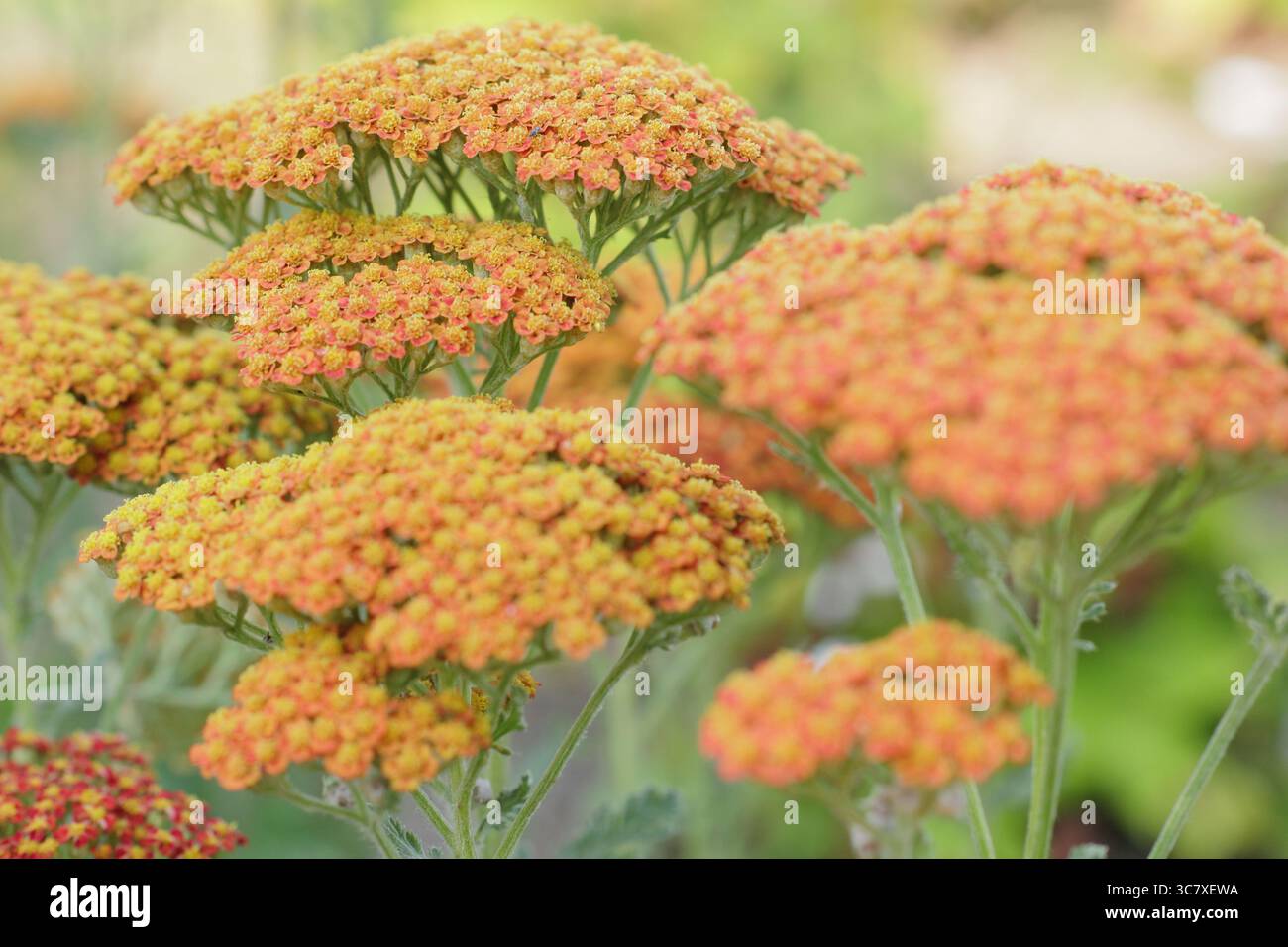 Têtes de fleurs orange vif d'Achillea millefolium 'Sassy Summer Sunset', un type de yarrow. ROYAUME-UNI Banque D'Images