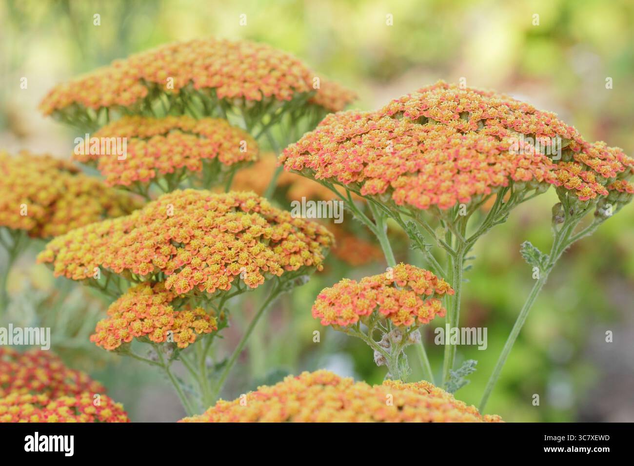 Têtes de fleurs orange vif d'Achillea millefolium 'Sassy Summer Sunset', un type de yarrow. ROYAUME-UNI Banque D'Images