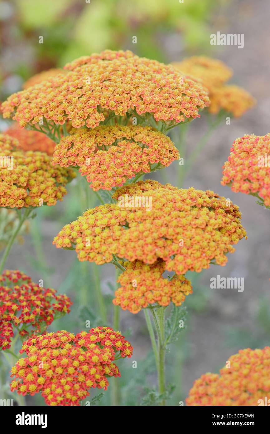 Têtes de fleurs orange vif d'Achillea millefolium 'Sassy Summer Sunset', un type de yarrow. ROYAUME-UNI Banque D'Images