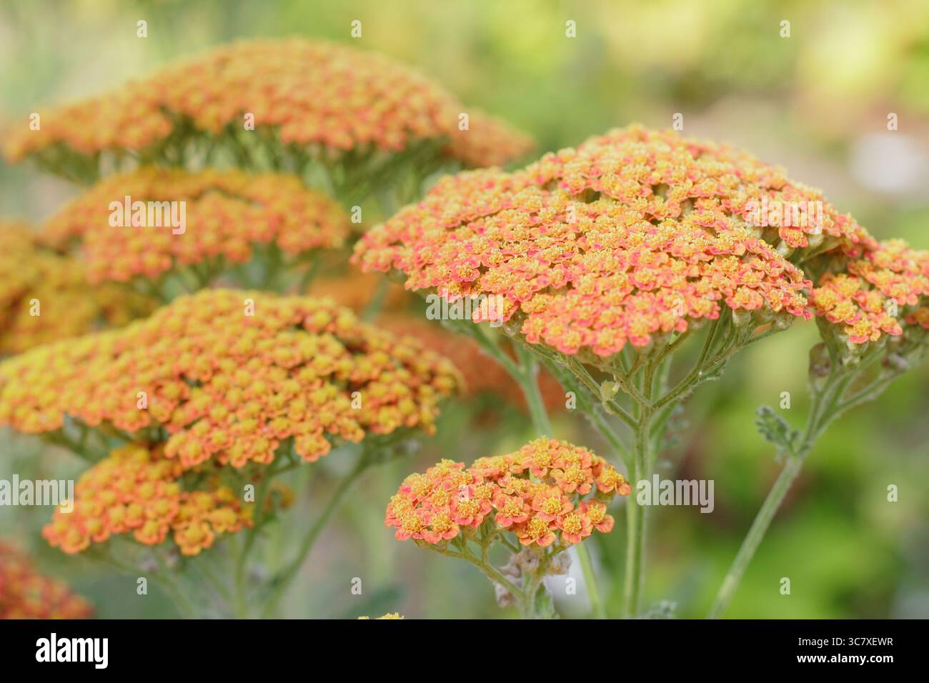 Têtes de fleurs orange vif d'Achillea millefolium 'Sassy Summer Sunset', un type de yarrow. ROYAUME-UNI Banque D'Images