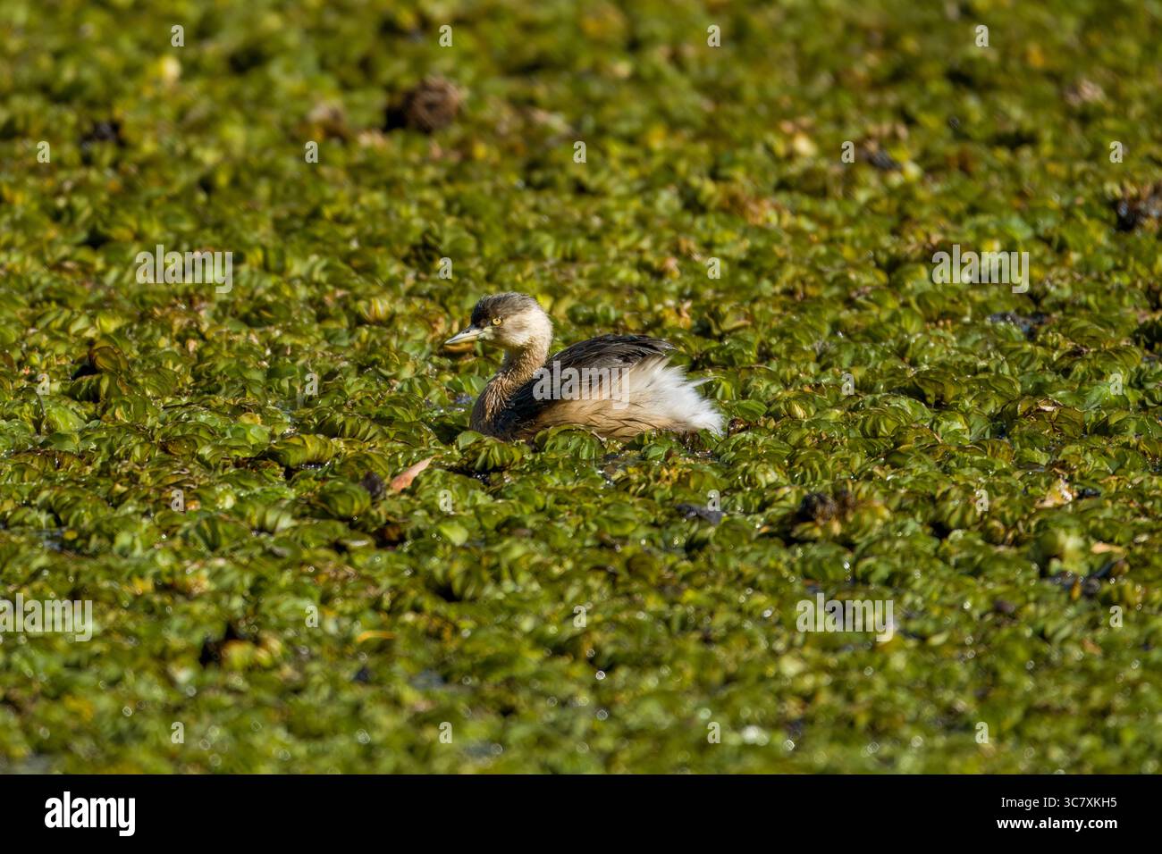 Canard musqué juvénile (Biziura lobata) nageant sur un étang couvert de végétation aquatique verte, Brisbane, Queensland, Australie. Banque D'Images