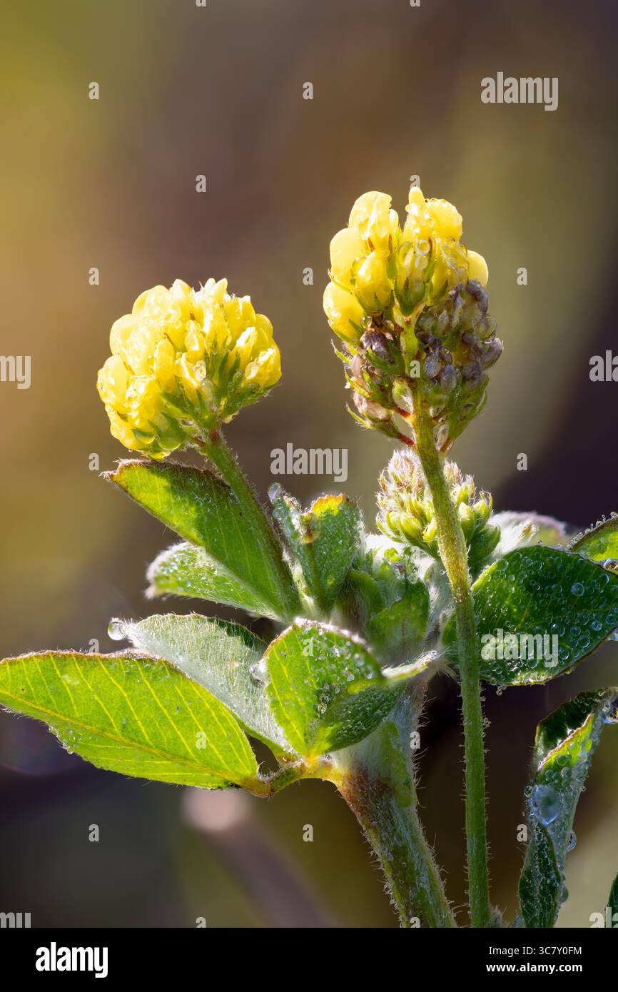 Floraison médick noire Banque D'Images