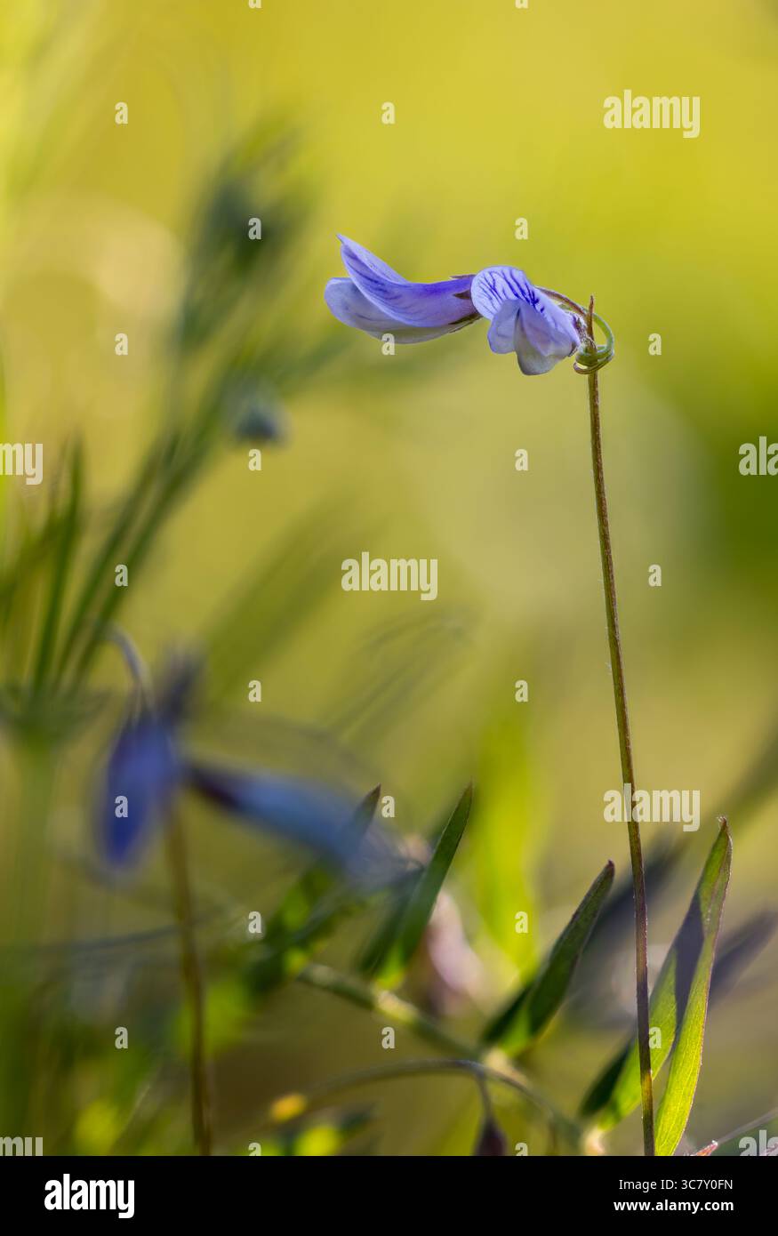 Lentille vetch.flowering Banque D'Images