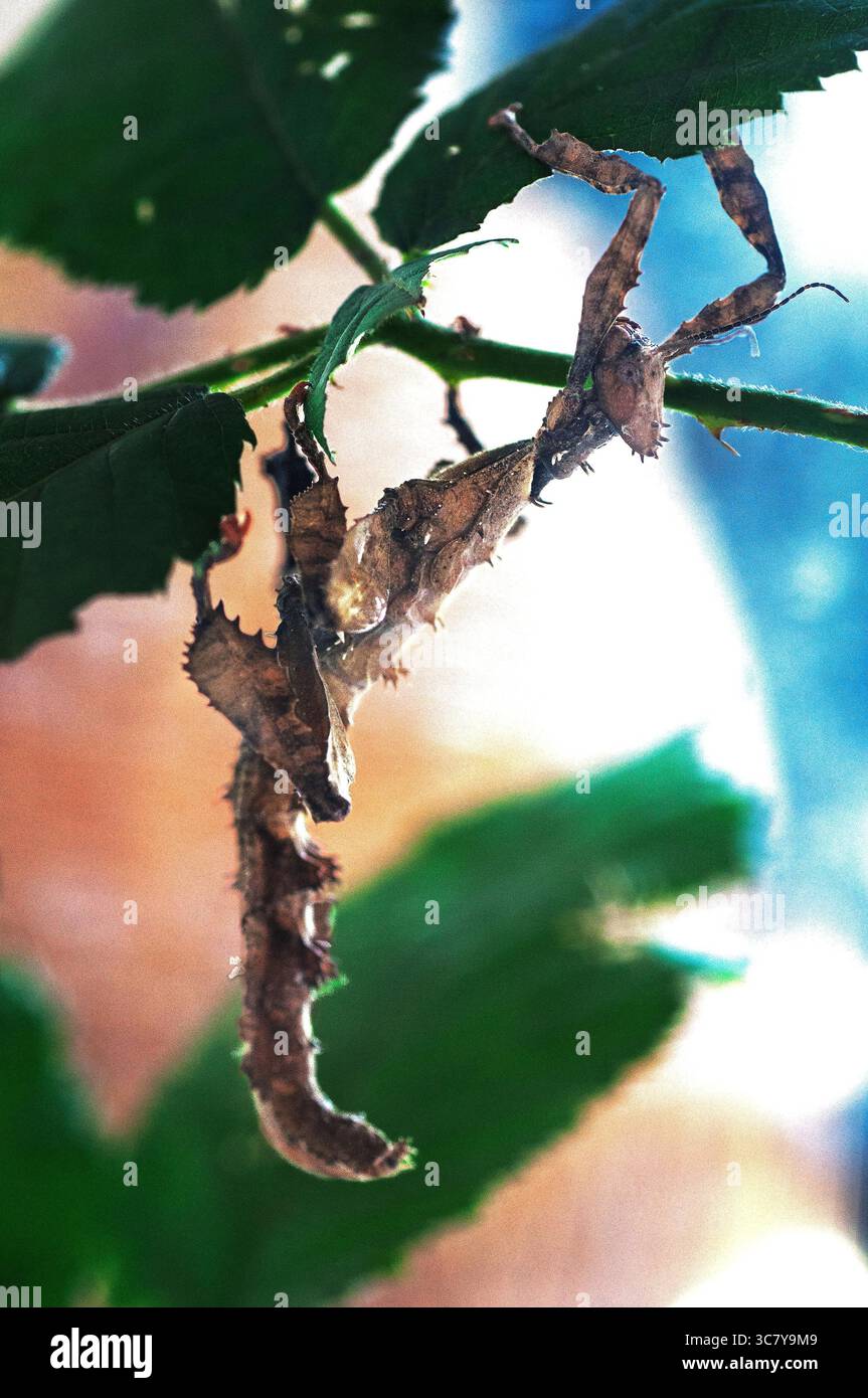 Un insecte à feuilles épineuses parfaitement camouflé sur une plante. Banque D'Images