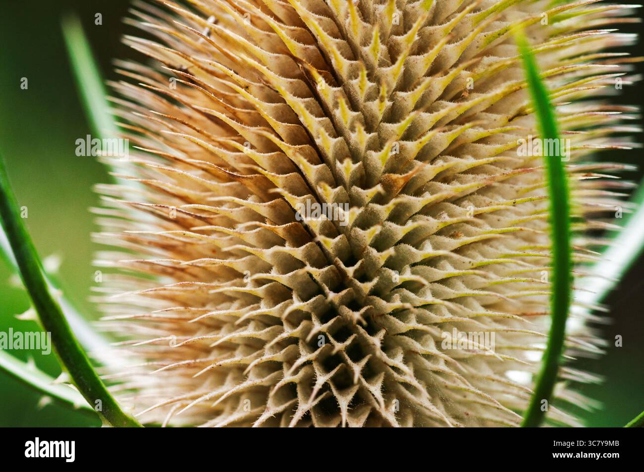 Gros plan d'une tête de teasel. Textures et motifs de la nature. Banque D'Images