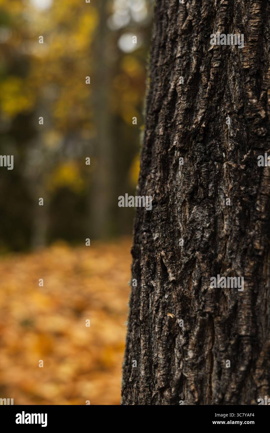 Demi-tronc d'arbre à droite avec arrière-plan flou de parc à gauche Banque D'Images