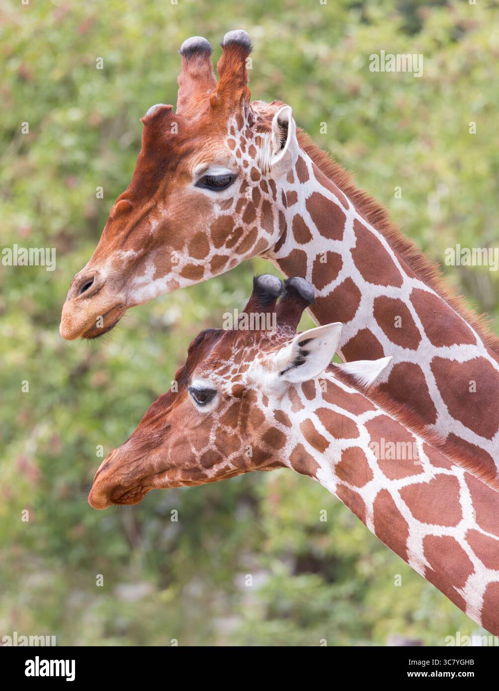 Giraffe réticulée [ Giraffa reticulata ] 2 animaux au Bristol Zoo Project Banque D'Images