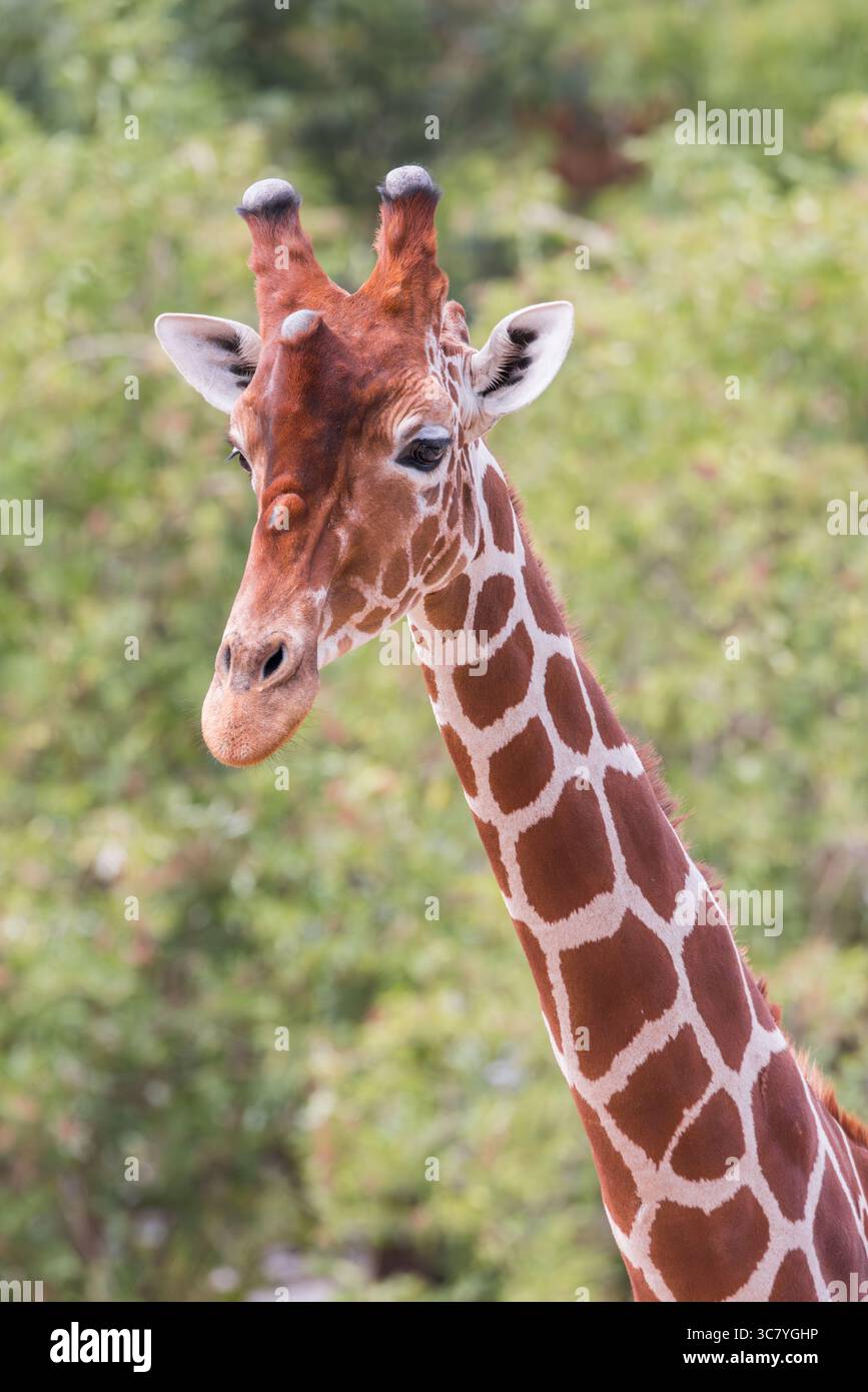 Giraffe réticulée [ Giraffa reticulata ] au Bristol Zoo Project Banque D'Images